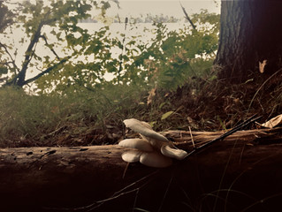 Underfoot, underrated, unappreciated. Fungi.