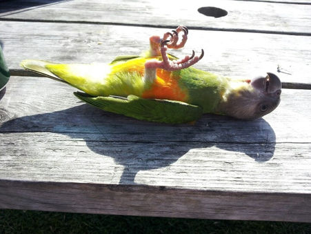 Coco Calling No.303 -  The Return of the Sun