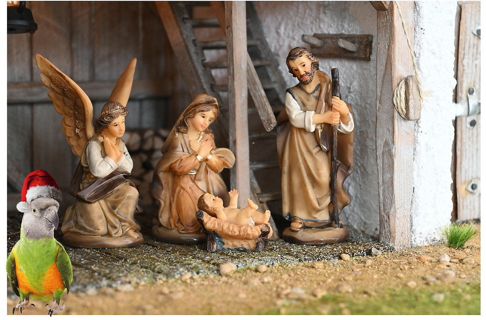 Coco Calling No.285 - Christmas By Numbers