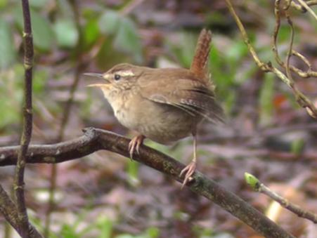 Coco Calling: No. 46 - The Magpie and the Wren