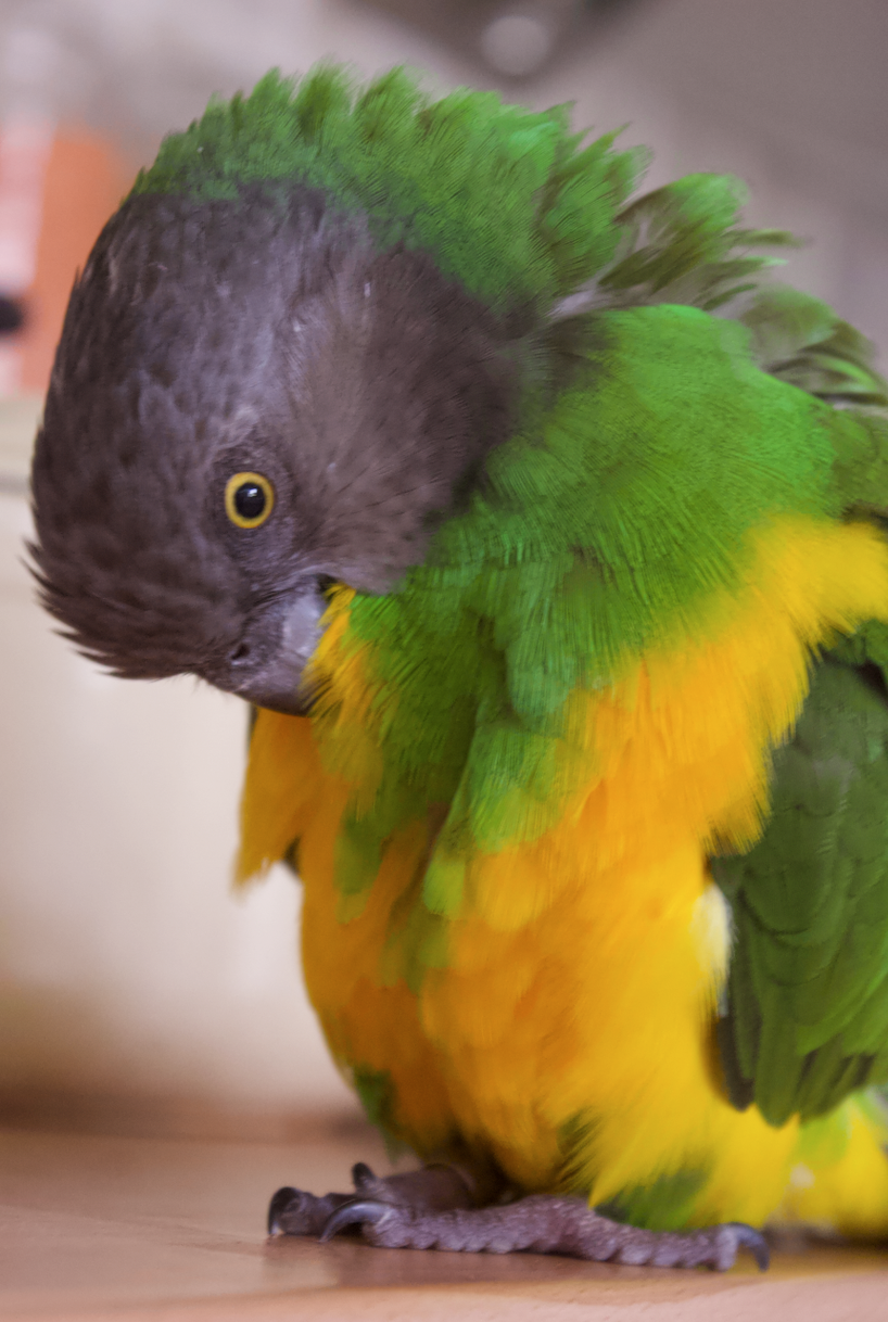 Coco Calling No.307 -  Wellbeing on Earth