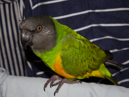 Coco Calling No. 88 - Evangelical parrots???
