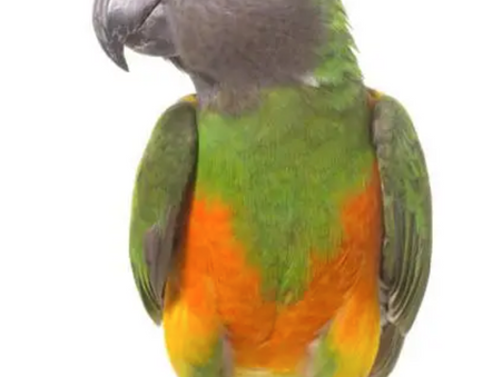 Coco Calling No.293 - Taking Care of What Really Matters