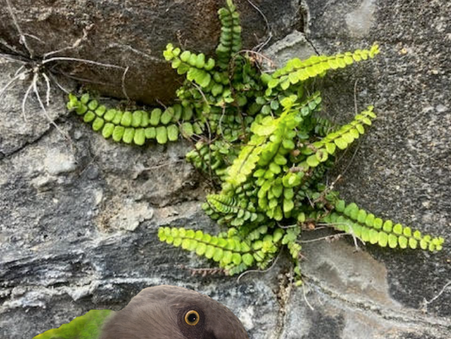 Coco Calling No.304 -  Making the Most of What We Have