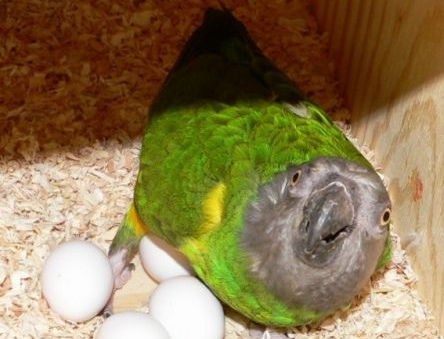 Coco Calling No.301 -  The Miracle that’s Me (and You)