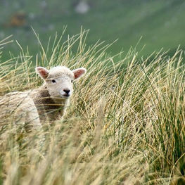 Astray Little Sheep