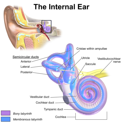 internal ear