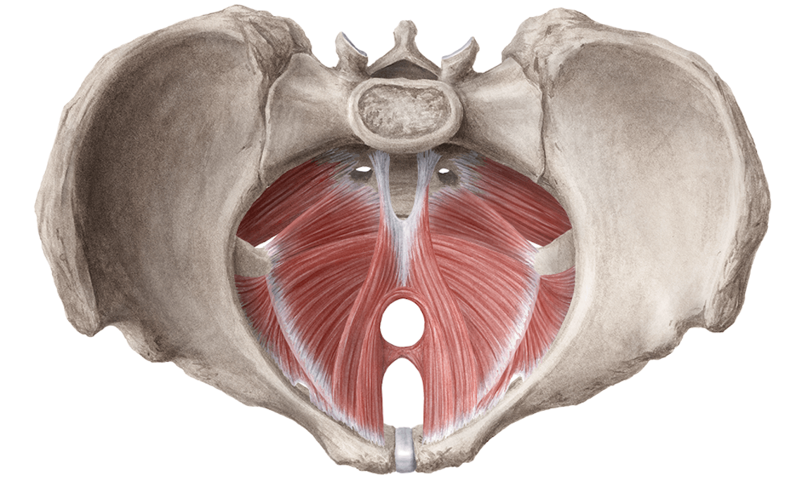 pelvic floor