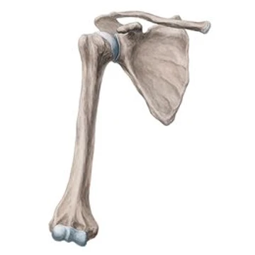 shoulder joint