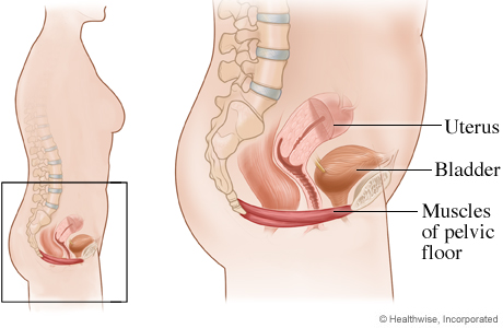 Pelvic Floor Physiotherapy What Do Kegels Have To Do With It