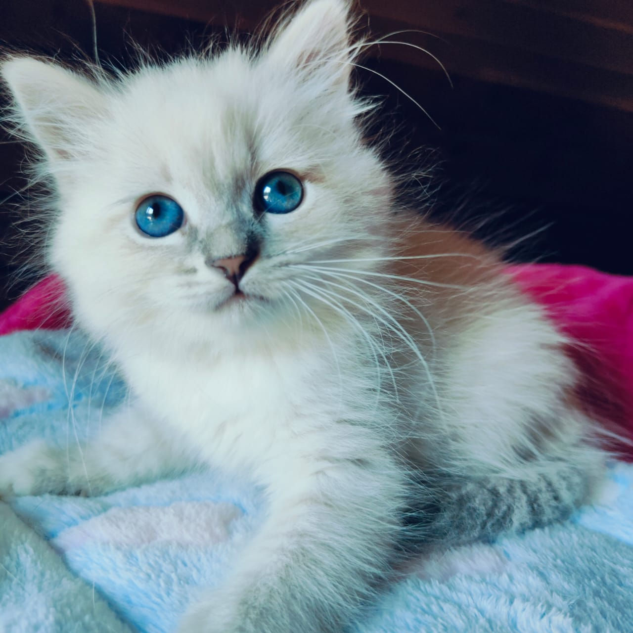 Betty - Female