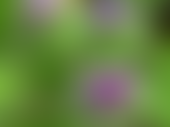 Articum Lappa Fruit Extract and the skin.