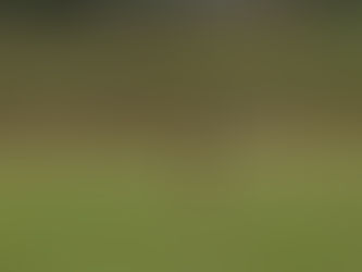 Futebol Suíço: Tigres Vence Mais Uma e Se Mantem Líder da Chave