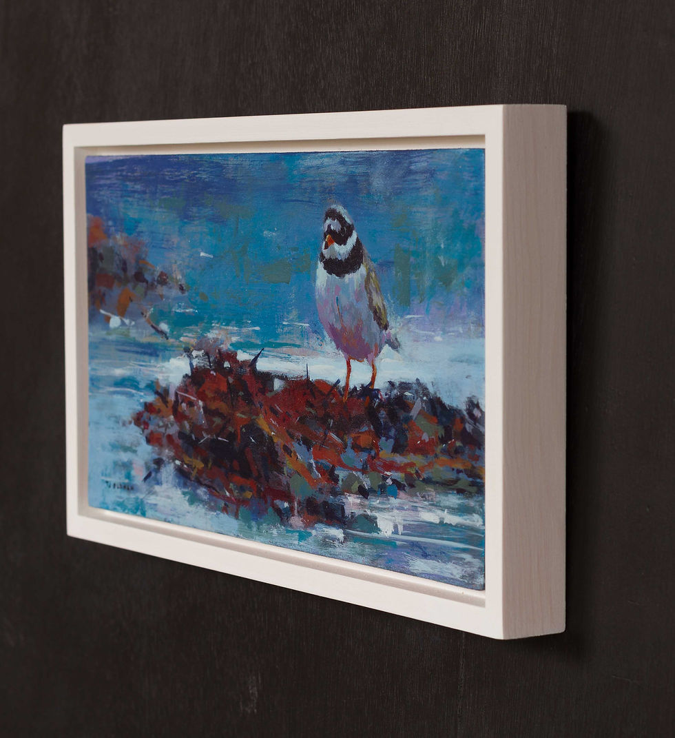 Thumbnail: Ringed plover