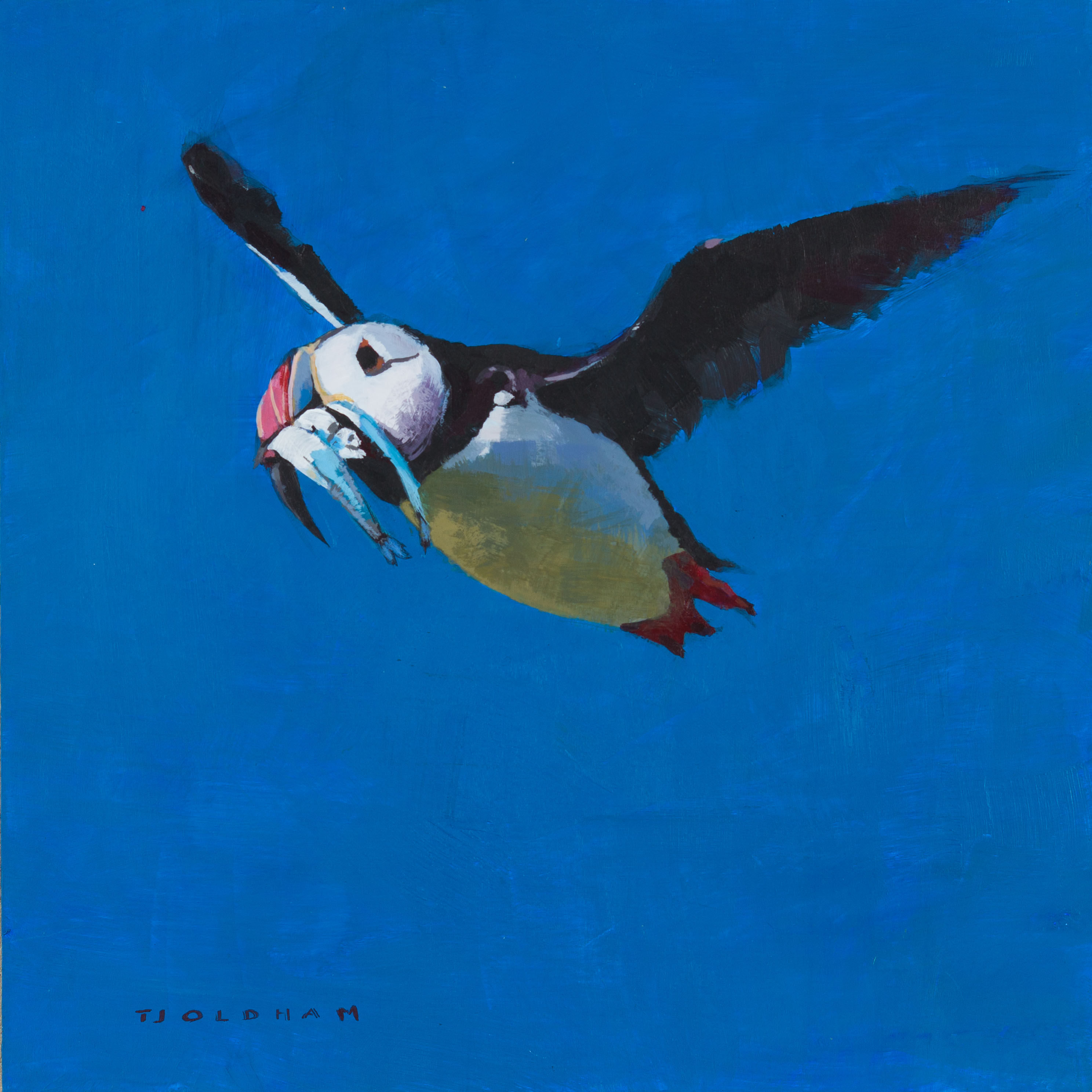 Puffin in flight