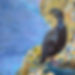 Painting of a Shag standing on cliffs