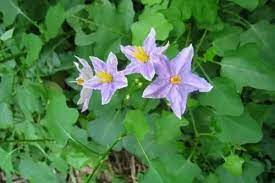 தூதுவளை/Thuthuvalai Powder