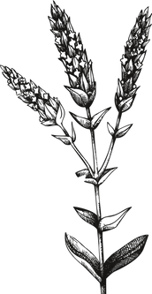 PLANTE-6.png