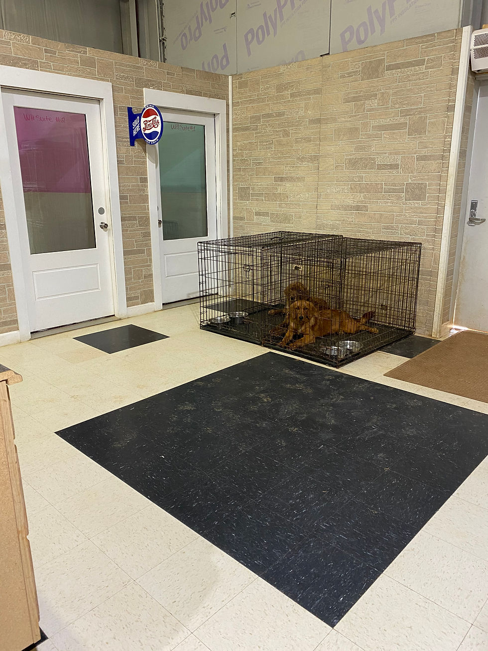 Home BJ's Dog Grooming