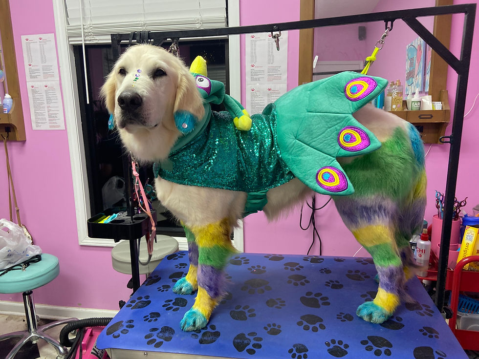 Home BJ's Dog Grooming