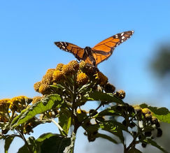 Michoacan - Reserva Mariposas Monarcas.jpeg