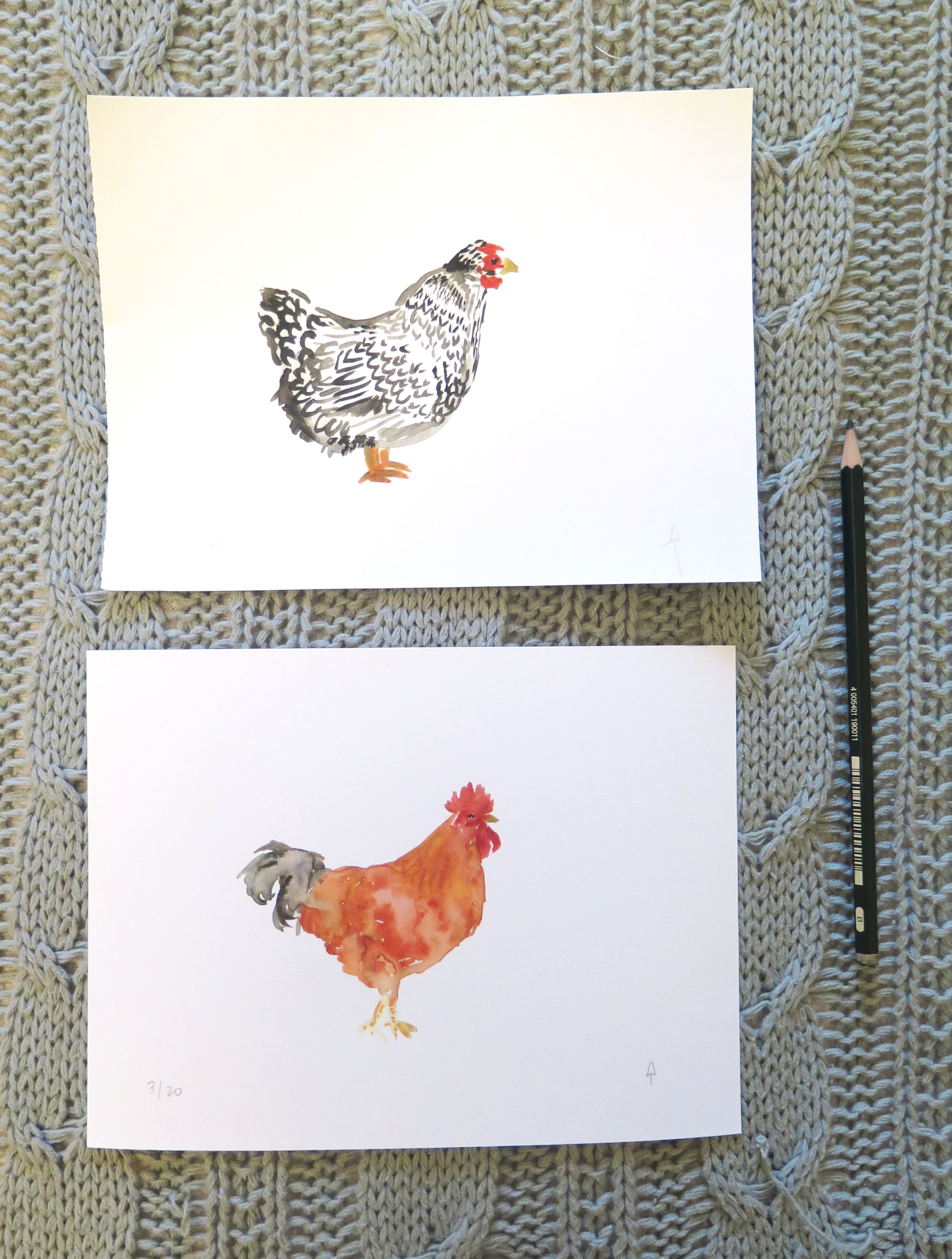 Kit gallina gallo