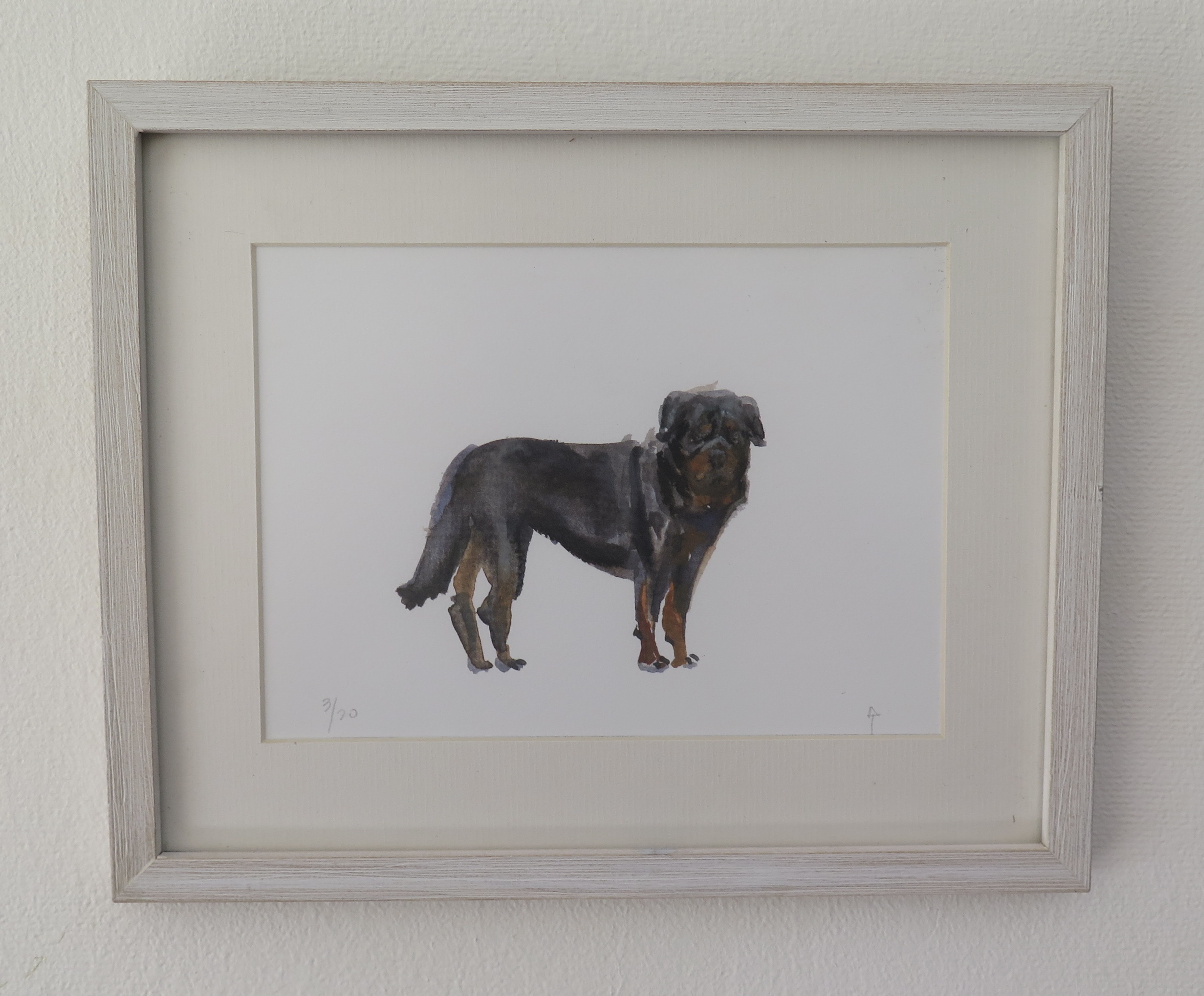 Rottweiler
