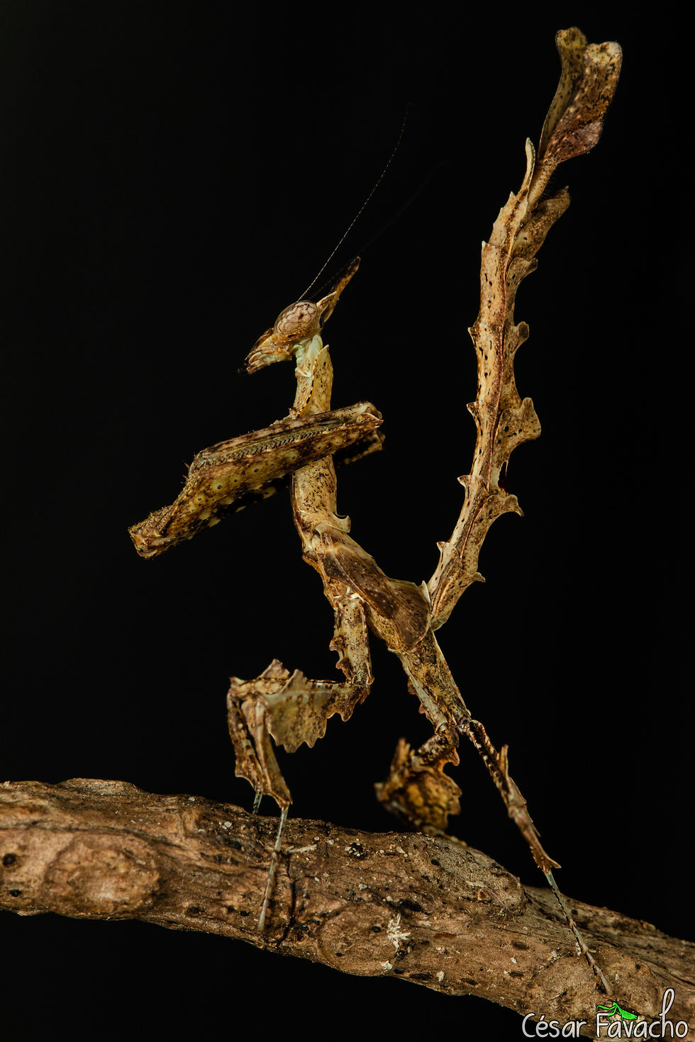 Miniatura: Pareja de Stenophylla lobivertex