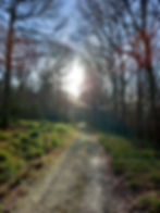 Forest path in Vale of Clara Nature Reserve