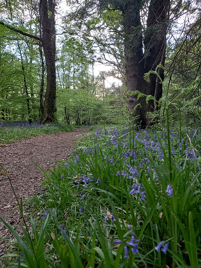 Vale of Clara Nature Reserve, Co.Wicklow, Ireland