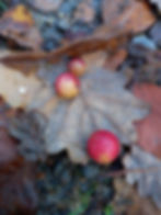 Cherry galls on the oak leaf