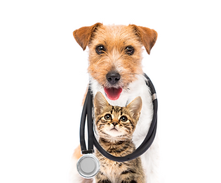 A cheerful brown and white dog wearing a stethoscope sits beside a curious tabby kitten, symbolizing veterinary care and pet