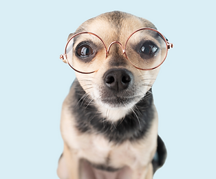 Small tan and black dog wearing round glasses, looking curious against a light blue background. Emphasizes pet health focus.