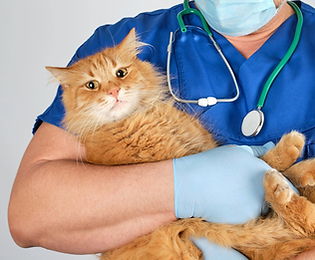 Veterinarian in blue scrubs holding an orange cat, wearing gloves and a stethoscope, symbolizing compassionate pet healthcare