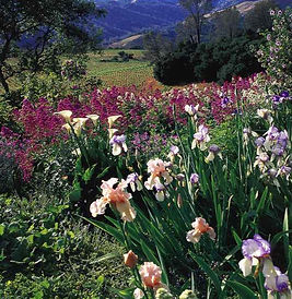 Valley of Spring Flowers Creation in the Hills