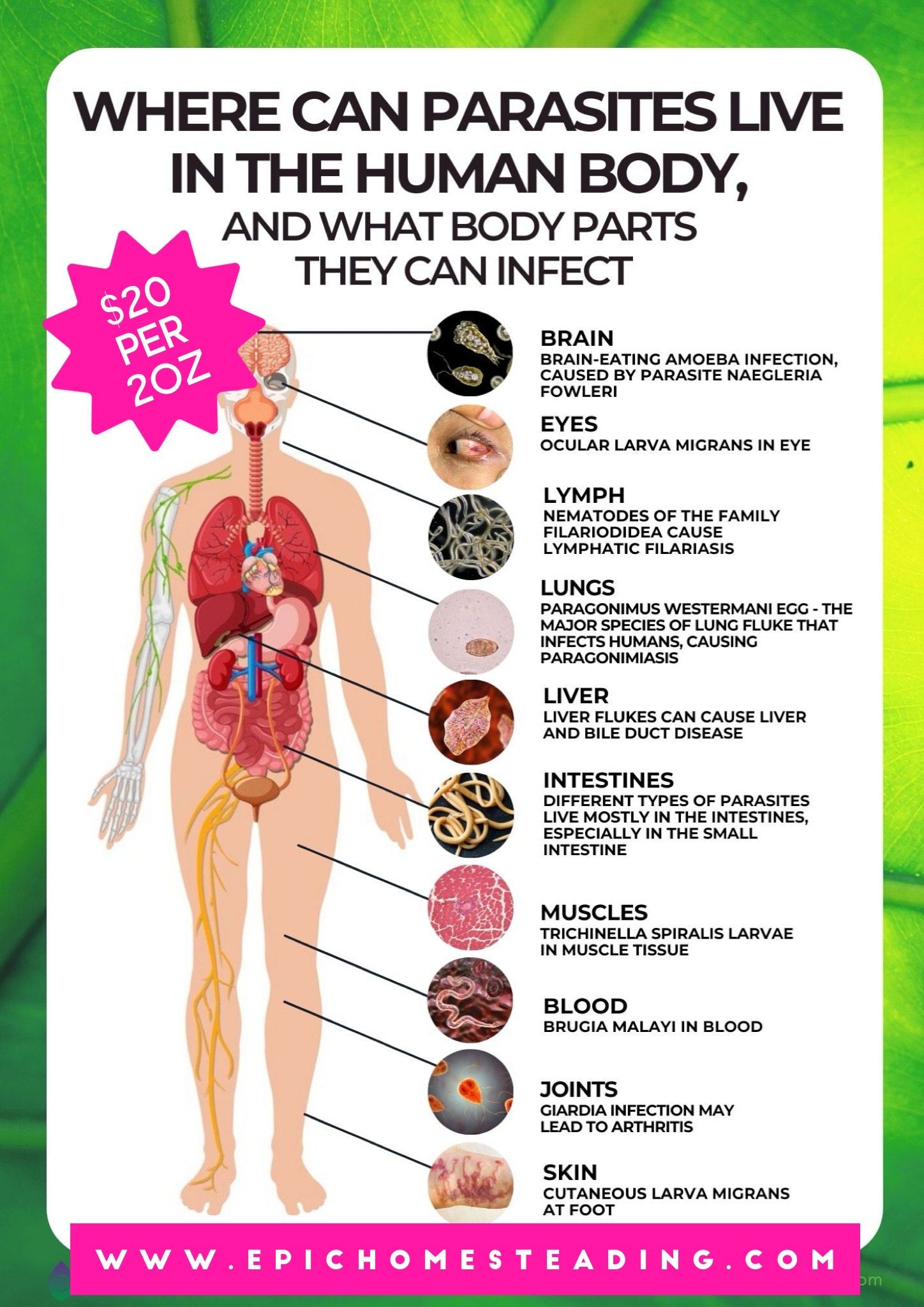 Herbal Parasite Cleanse