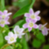 Photo courtesy of Canva.com