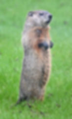 Woodchuck at Headquarters Forest Preserve (Rockford, IL)