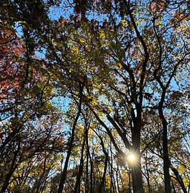 trees-at-lind-mcgeachie-by-Rob-Clark-scaled.jpg