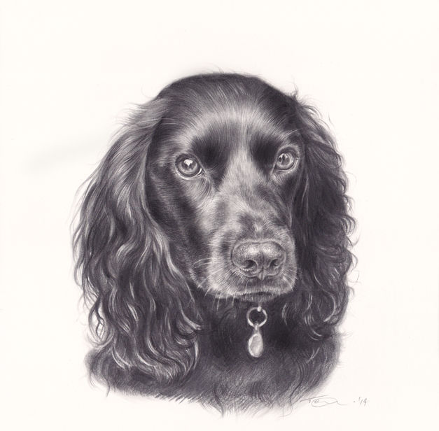 Dog portrait artist
Dog painting
pastel portrait
Uk pencil portrait 
Commission a portrait
Tess Greig
Portrait artist near me
Local portrait artist
Tess Lee artist