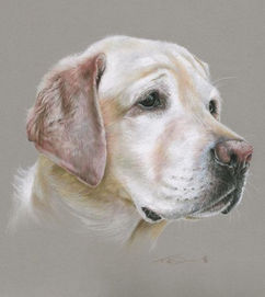 Dog portrait artist
Dog painting
pastel portrait
Uk pencil portrait 
Commission a portrait
Tess Greig
Portrait artist near me
Local portrait artist
Tess Lee artist