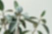 blur-branches-close-up-environment-213727.jpg
