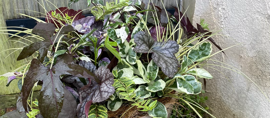 来週は梅雨明け?