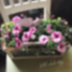 ペチュニアの寄せ植え