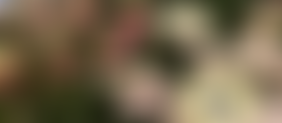 シーズンですな