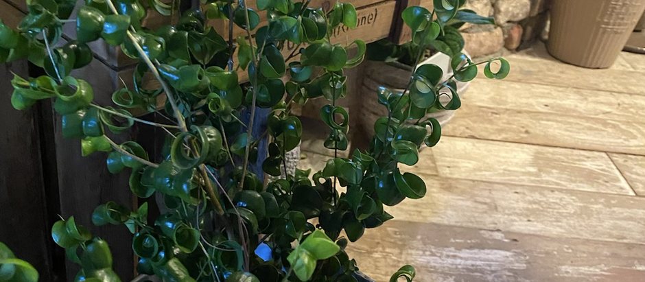 デビューしてます