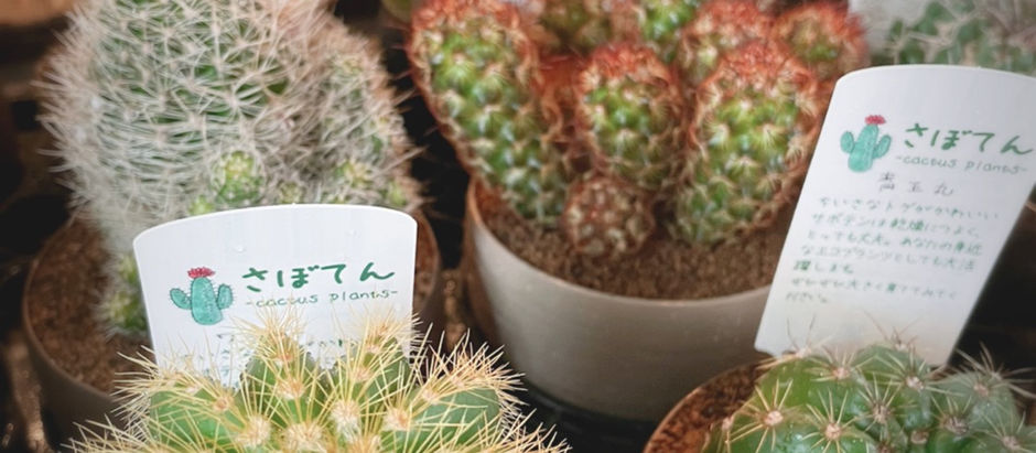 明日火曜日は定休日デス