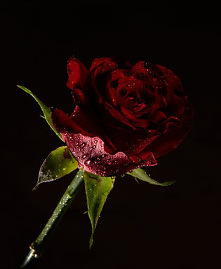 Red Rose_edited.jpg