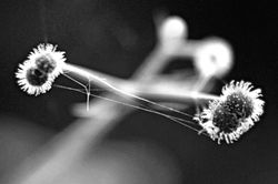 BW27