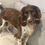 Thumbnail: Spaniel eating natural dog treat
